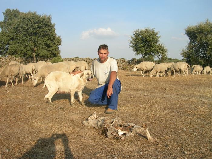 Un ataque de buitres mata a cinco ovejas de dos fincas de Pozuelo de Zarzón y Villanueva de la Sierra