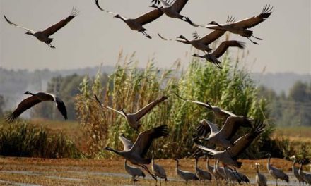 Moraleja presumirá de sus parajes para visualizar aves en la Feria Internacional Ornitológica de Monfragüe