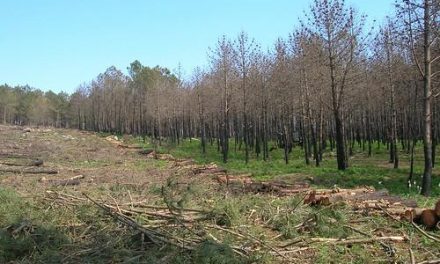 El gusano nematodo impide la retirada de cientos de pinos en la zona de Valverde del Fresno