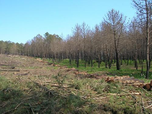 El gusano nematodo impide la retirada de cientos de pinos en la zona de Valverde del Fresno
