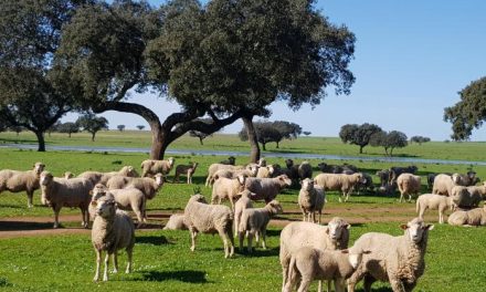 UPA-UCE alerta de la grave crisis que el COVID-19 está creando en el ovino, caprino y porcino de Extremadura