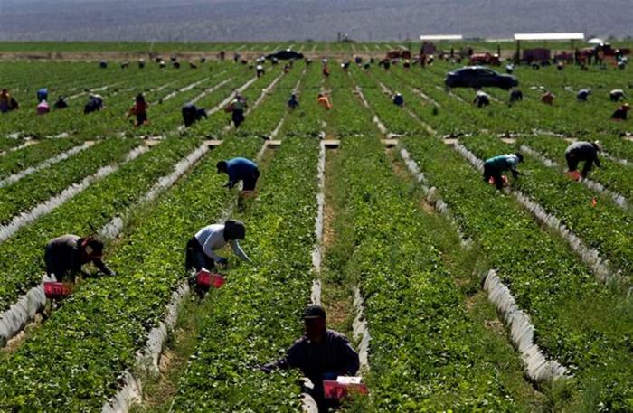 La crisis del Covid-19 genera empleo en otros sectores: la región pide  trabajadores para la campaña agrícola