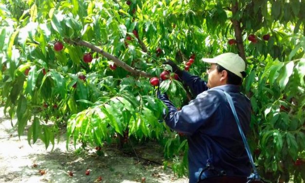 UPA-UCE lanza una iniciativa online para poner en contacto a agricultores y demandantes de empleo