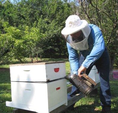 Publicadas las ayudas para mejorar la producción y comercialización de los productos de la apicultura