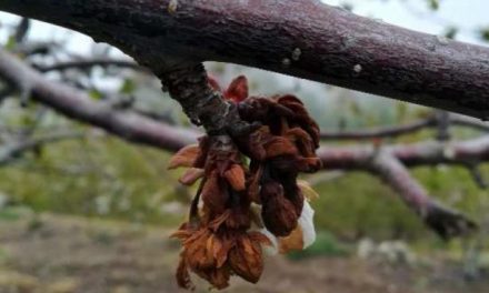 La mala climatología provocará esta campaña la pérdida de un millón de kilos de cereza en el Valle del Jerte
