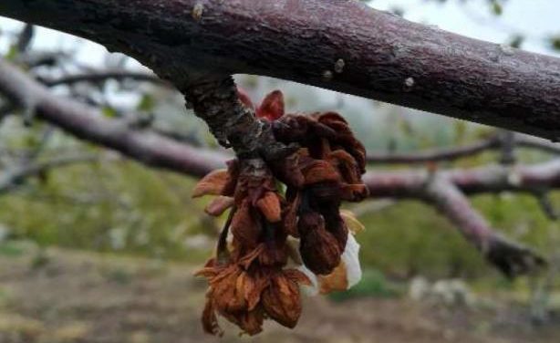 La mala climatología provocará esta campaña la pérdida de un millón de kilos de cereza en el Valle del Jerte
