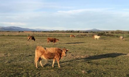 La crisis del Covid-19 pone en serio riesgo a los ganaderos de la comarca cacereña del Valle del Alagón