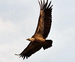 La Comunidad Autónoma Extremeña, como destino de turismo ornitológico, se promociona en Holanda