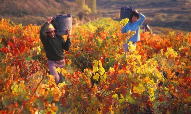 La vendimia comienza en Extremadura con perspectivas de mayor producción y calidad del vino