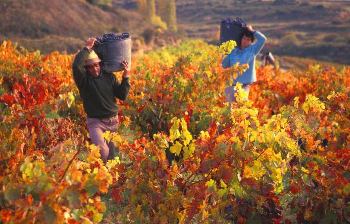 La vendimia comienza en Extremadura con perspectivas de mayor producción y calidad del vino