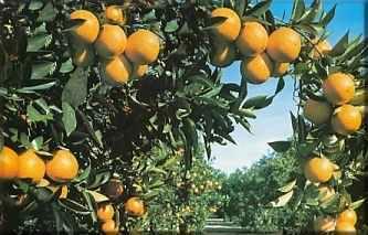 En Extremadura aumenta un 71% la exportación de fruta producida en la región esta campaña