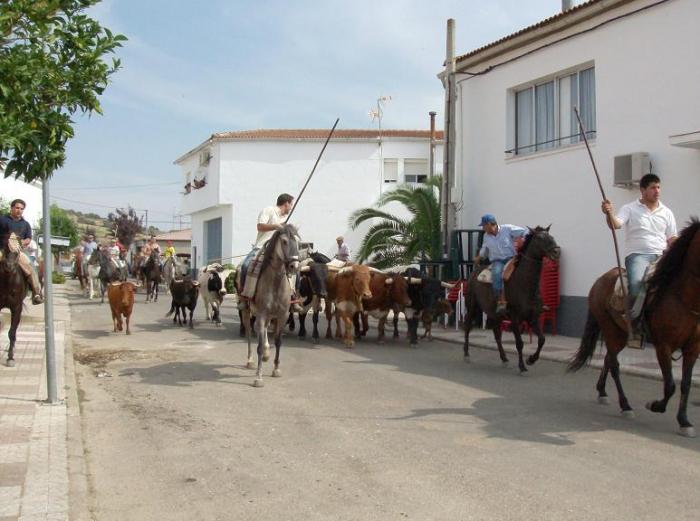 Las Fiestas de San Ramón que se festejan del 23 al 31 de agosto en Casillas de Coria celebran el primer encierro