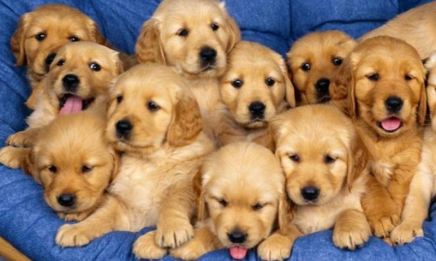 La asociación pro refugio canino establece que los perros adoptados deberán llevar microchip