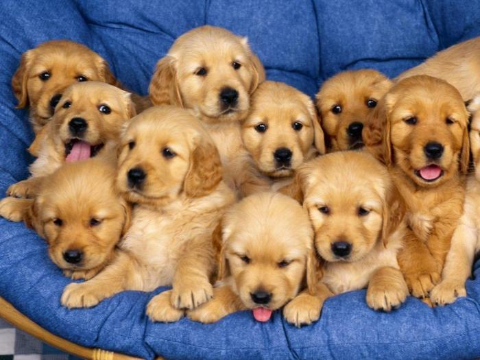 La asociación pro refugio canino establece que los perros adoptados deberán llevar microchip