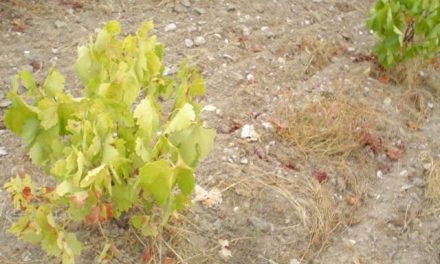 La demanda de arranque de viñedos podrían llegar a 4.000 hectáreas en Extremadura
