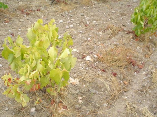La demanda de arranque de viñedos podrían llegar a 4.000 hectáreas en Extremadura