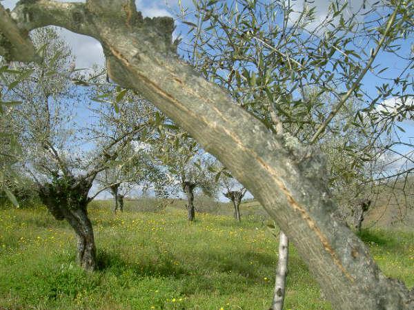 La consejería Agricultura impulsará el regadío del olivar en la localidad de Monterrubio de la Serena