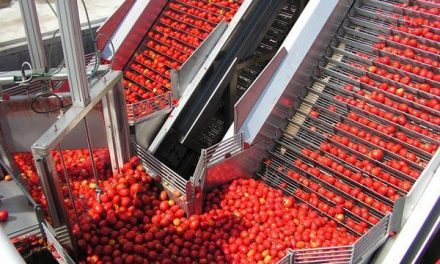 Agricultura ha detectado una plaga de «polilla» en los tomates de los cultivos de las Vegas del Guadiana