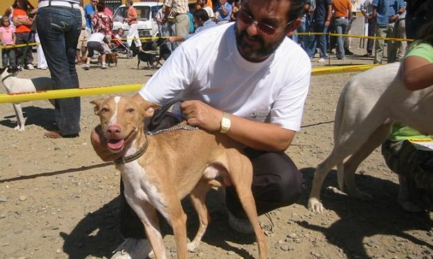 Ahigal espera reunir a 2.000 perros en la novena Feria Nacional de Perros que se celebrará este domingo