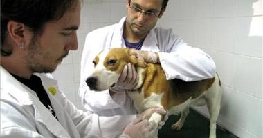 Científicos extremeños de la Facultada de Veterinaria desarrollan una vacuna para perros única en el mundo