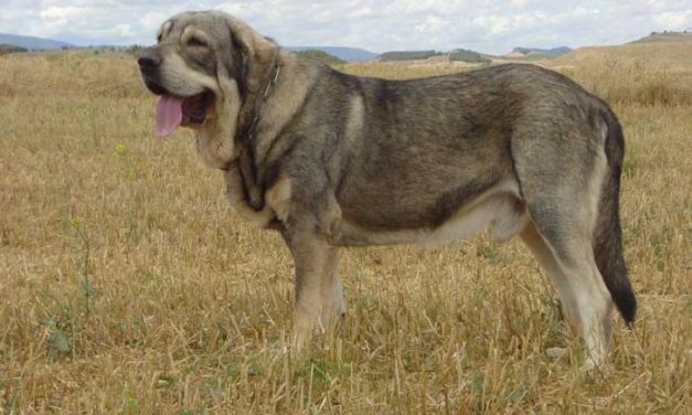 Ecologistas en Acción Granadilla pretende crear un censo de perros autóctonos de raza mastín
