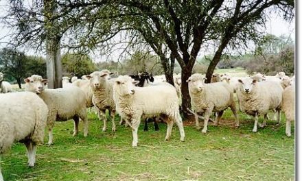Toda la cabaña ovina y bovina regional será vacunada contra la `lengua azul´ en dos meses