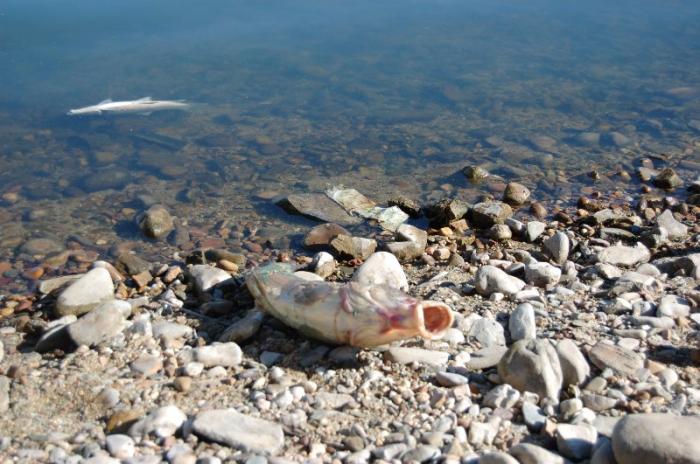 La mortandad de cientos de peces en aguas del río Tajo a su paso por la provincia levanta alarmas en Portugal