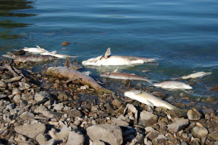 La mortandad de cientos de peces en aguas del río Tajo a su paso por la provincia levanta alarmas en Portugal