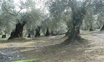 COAG estima que este año se recogerá un 40% menos de aceitunas de mesa en Extremadura