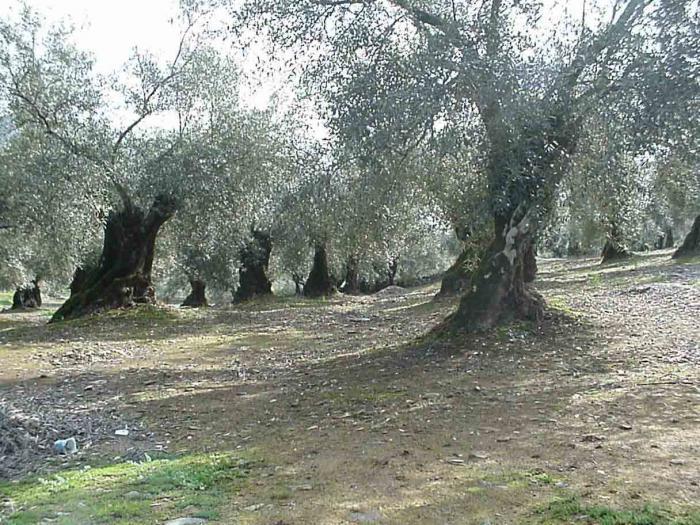 COAG estima que este año se recogerá un 40% menos de aceitunas de mesa en Extremadura