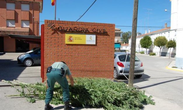 La Guardia Civil desmantela una plantación de 366 kilos de marihuana en Casatejada a punto de su recolección