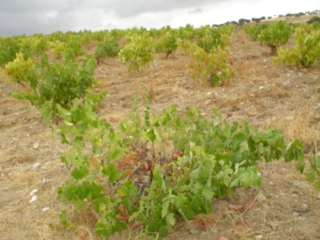 La producción de vino y mosto cae en la región de Extremadura un 1,9% en la campaña actual