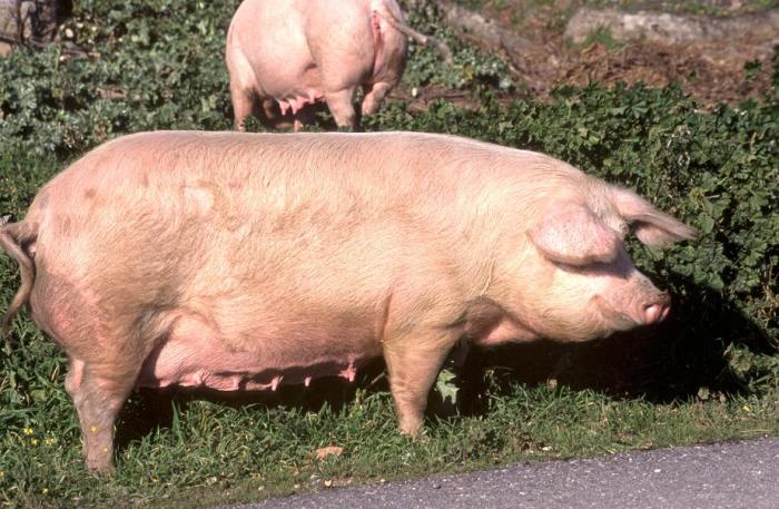 Sacrificarán más de 3.000 cerdos en la comarca de Zafra durante la campaña de matanza domiciliaria