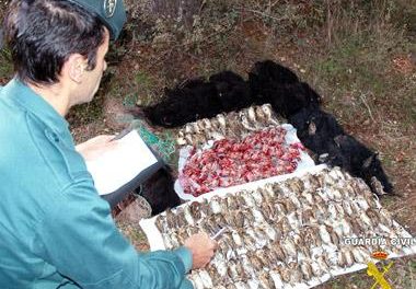 El Servicio de Protección de la Naturaleza sorprende a un vecino de Don Benito desplumando 264 gorriones