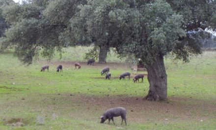 La consejería de Agricultura estudia crear en el 2009 líneas de apoyo a la dehesa y al ganado ovino