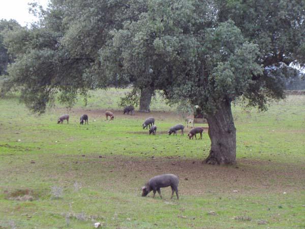 La consejería de Agricultura estudia crear en el 2009 líneas de apoyo a la dehesa y al ganado ovino