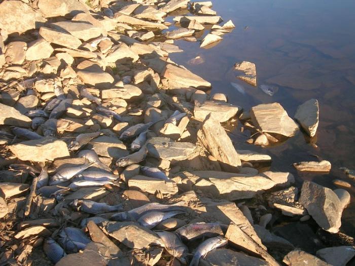 Cientos de peces mueren en la represa del Borbollón por falta de oxígeno en el agua según la CHT