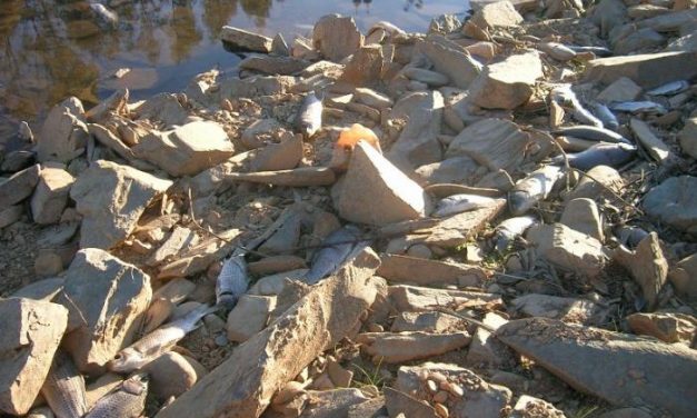 Cientos de peces mueren en la represa del Borbollón por falta de oxígeno en el agua según la CHT