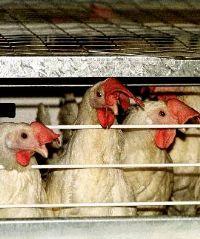 Un incendio asfixia a 24.000 pollos en una granja de aves de Montehermoso y ocasiona pérdidas de 5.700 euros