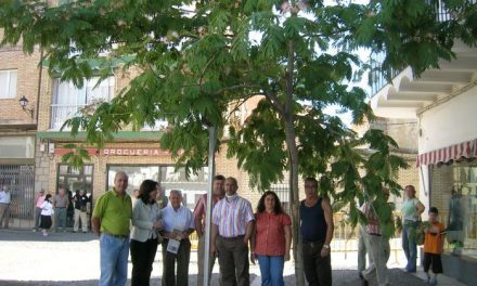 El PSOE protesta por el arranque de árboles de la plaza de los Toros