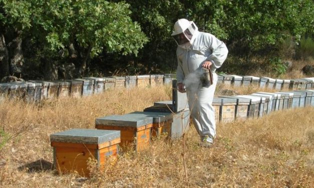 La producción de polen superará los 500.000 kilos en las comarcas apícolas de Hurdes y Sierra de Gata