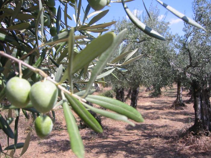 La superficie dedicada al olivar ecológico ha crecido un 13% en Extremadura