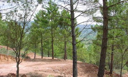 La tala de los pinos afectados por el gusano acabará antes del próximo 1 de abril en Sierra de Gata