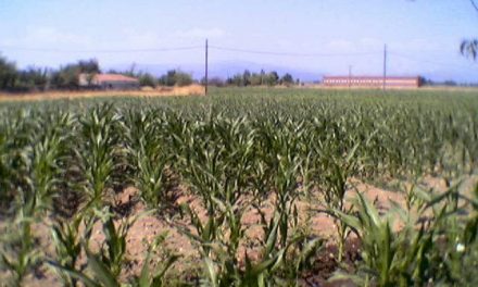El precio de la superficie de tierra agraria sube en Extremadura un 40% menos que la media nacional