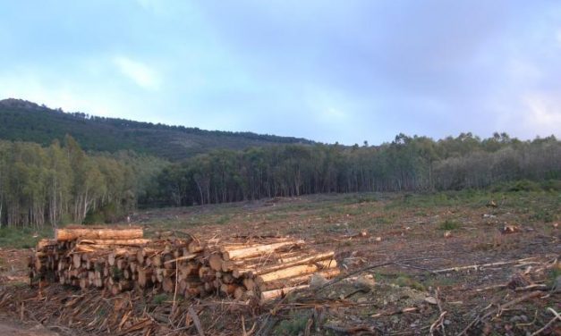 Tres empresas madereras afectadas por el nematodo del pino se unen y solicitan ayudas a la Junta