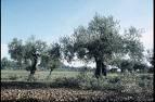 Una norma sobre plaguicidas condiciona el futuro del tomate, la fruta y el olivar en la región