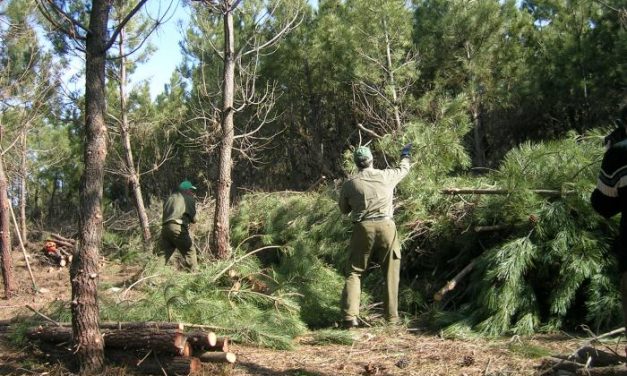 La mancomunidad de Hurdes critica la discrimación femenina en los trabajos forestales