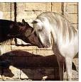 Jornadas sobre primeros auxilios del caballo en la localidad cacereña de Mata de Alcántara