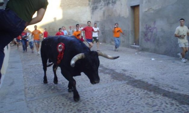El abanderado de San Juan 2009 elige un astado de Miura para recorrer las calles de Coria la tarde del día 24