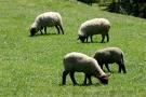 Agricultura anuncia que la cabaña ovina y bovina está inmunizada de los serotipos 1 y 8 de la lengua azul